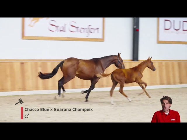 Capital de LuLu DW Z