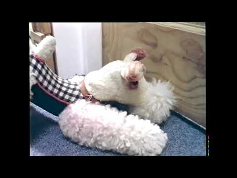 2-22 | Old Bear Stories - Ruff Follows His Nose