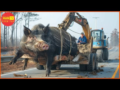 , title : 'Thợ săn Mỹ Đối Phó Với Lợn Rừng Khổng Lồ 400Kg Như Thế Nào?'