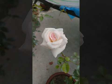 #rose #beauty #roofgarden #subhro