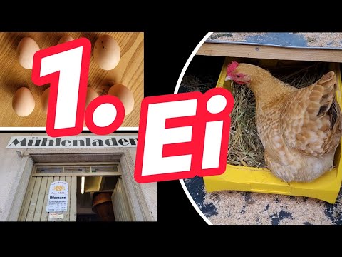 Plötzlich Legehenne! 🥚 Junghühner - was tun, wenn Hühner ihr erstes Ei legen? F12