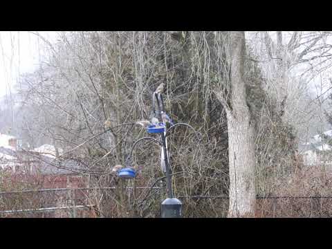 Backyard Bluebirds #1