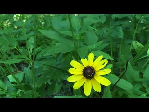 West Creek Reservation 8 July 2018