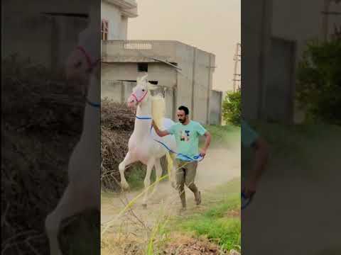 , title : '🔥Stallion🥇Yodha Sired BY Late👑 Stallion Paras Nukara #shorts#horse#horses#colt #marwarihorse'