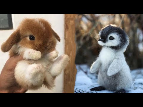 Aww animaux si mignons ! vidéos mignons bébés animaux compilation moment mignon des animaux