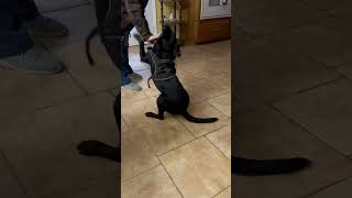 Video preview image #1 Labrador Retriever-Unknown Mix Puppy For Sale in Holly Springs, NC, USA