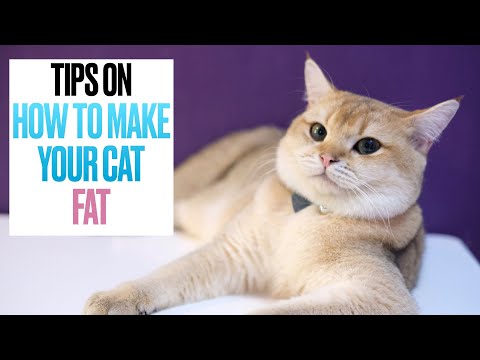 Tips on How to Make Your Cat FAT