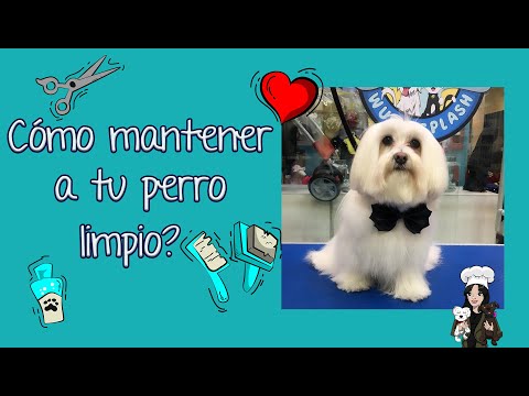 Cómo mantener limpio a mi perro