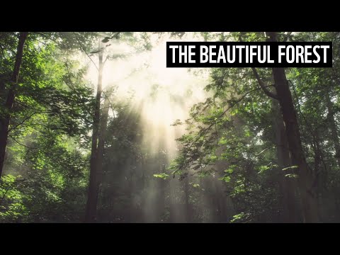 The Beautiful Forest | WWF