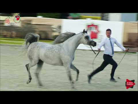 N.545 MOGEB ATHBAH - UAE Nationals 2019 - Local Senior Stallions Championship