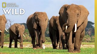 Elephant Appreciation Day Is a Day to Never Forget | Nat Geo Wild by Nat Geo WILD