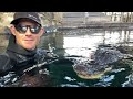 How Fast Do Gators Chase
