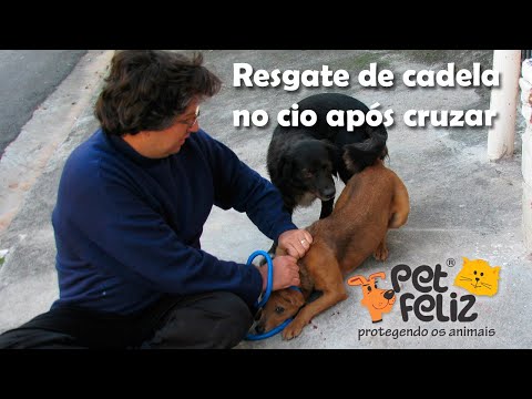 Rescue of a female dog in heat still attached to the male