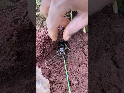 Experiment Battle - Giant cricket Vs Bullet ants