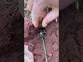 Experiment Battle - Giant cricket Vs Bullet ants