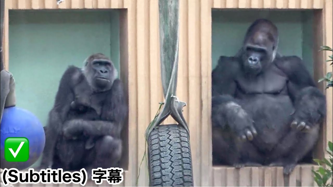 After this, the gorilla couple severely disciplined Kintaro twice more.｜Momotaro family