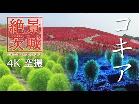 【絶景茨城】コキア｜VISIT IBARAKI, JAPAN