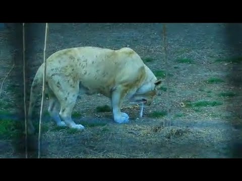 sick lion vomiting #animals #wildlife #subscribe #nature #zoology #lion #disease