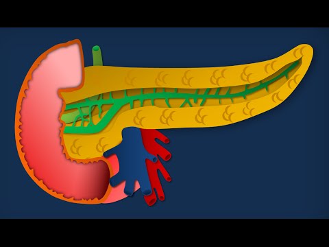 Apparato digerente 18: Pancreas - Anatomia macroscopica