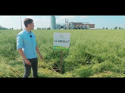 Rzepak ozimy LG Absolut PROCAM