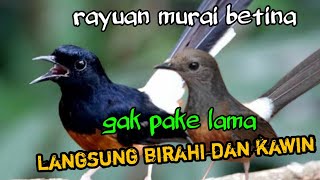 Download lagu suara murai betina memanggil murai jantan ❗ngajak kawin mp3 Download lagu suara murai betina memanggil murai jantan ❗ngajak kawin mp3