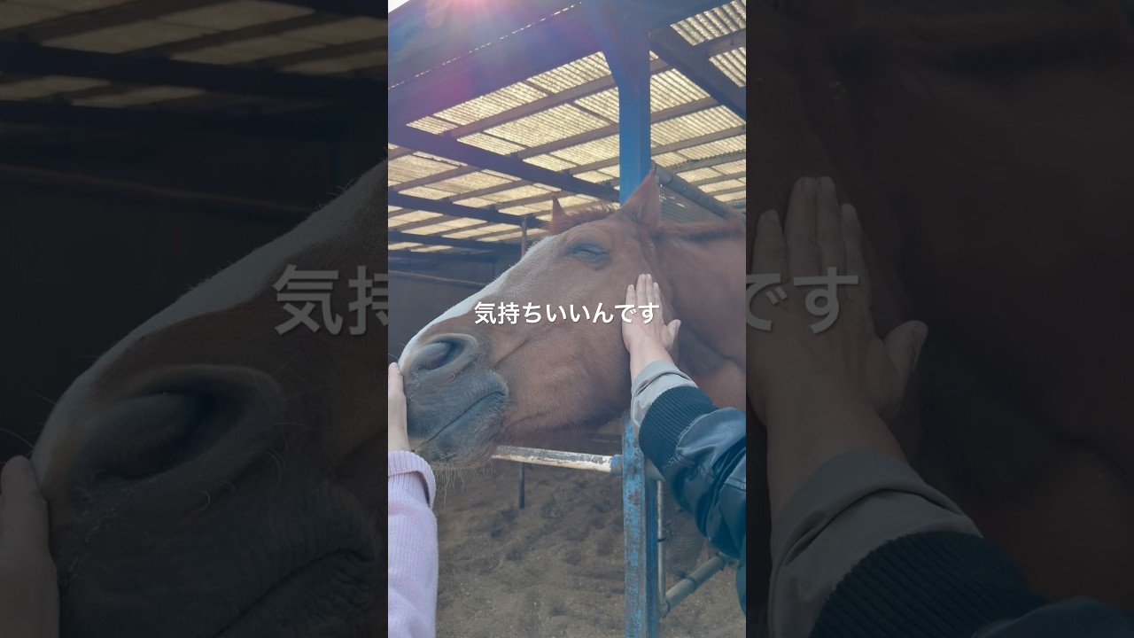 那須トレーニングファームでのお馬さんなでなでw #馬好き #馬好きさんと繋がりたい #馬との触れ合い #気持ち #youtubeshorts #shorts #horse