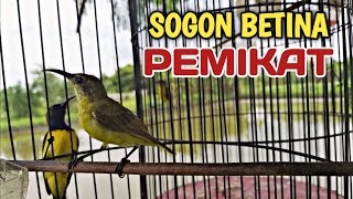 Download lagu PIKAT AMPUH Sogon betina memanggil jantan mp3 Download lagu PIKAT AMPUH Sogon betina memanggil jantan mp3