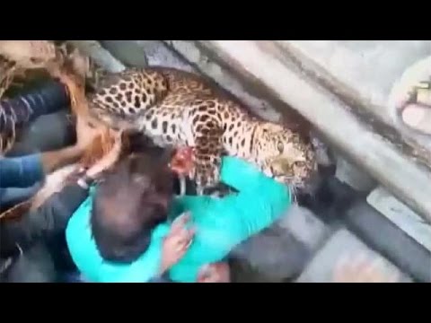 محاولة فاشلة لالتقاط نمر ضال