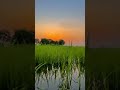 Village Status Khetiwadi Khetibadi Lovestatus Rumantic Video Village Reels Status