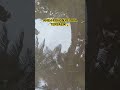 POHON KELAPA TERBALIK Sungai Shorts Aneh Areklaharansukses