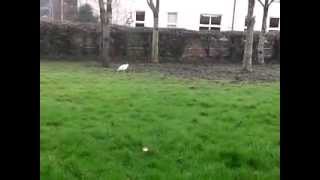 Awesome moonwalking seagull!