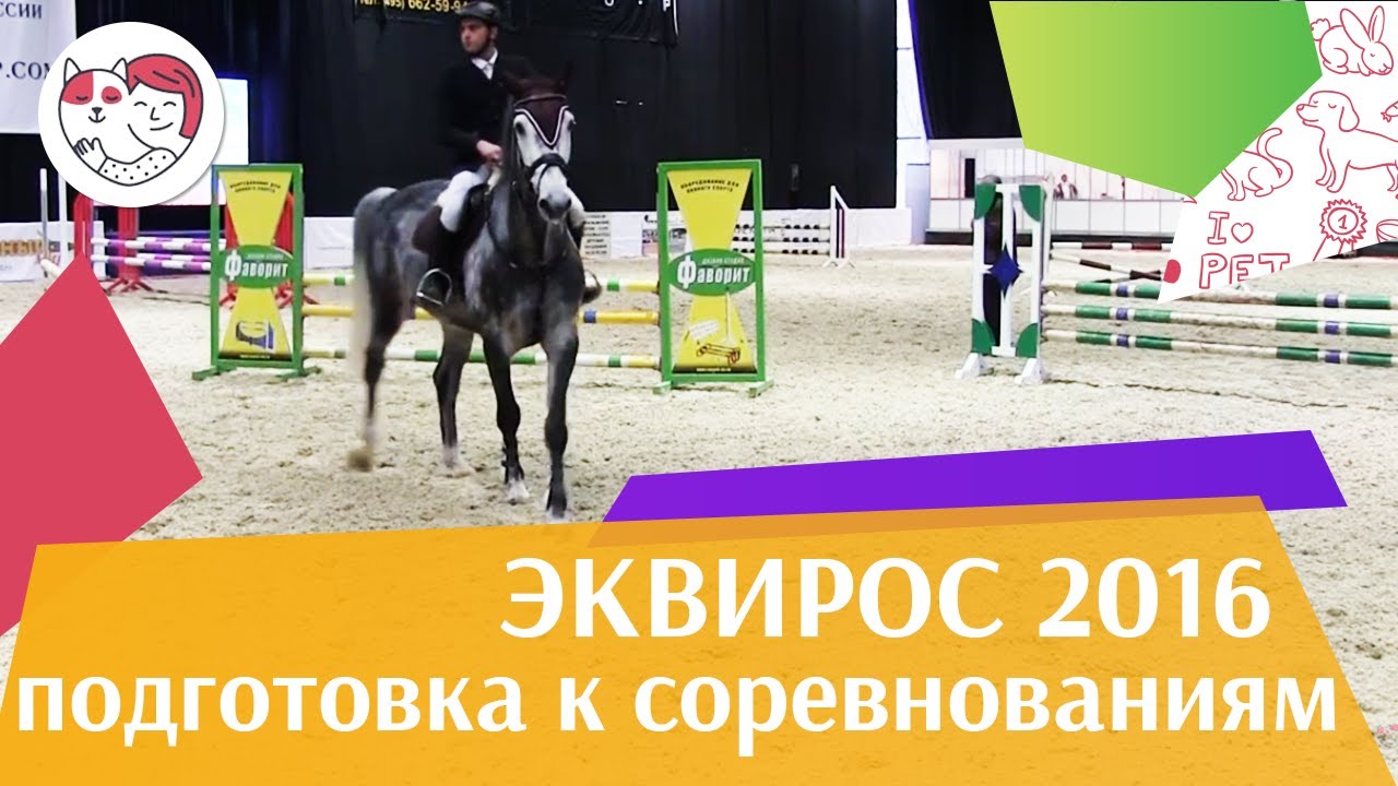 Подготовка молодой конкурной лошади к соревнованиям Ч 2 ЭКВИРОС 2016 на ilikepet