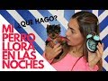 Que Hacer Si Mi Cachorro Llora En Las Noches Tips By Natalia Ospina