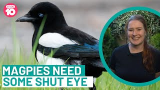 Download lagu Burung Gagak Butuh Istirahat | Studio 10 mp3 Download lagu Burung Gagak Butuh Istirahat | Studio 10 mp3