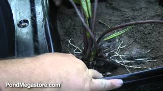 Planting a Hardy Waterlily properly. Planting Pond Plants, Water Gardening Help