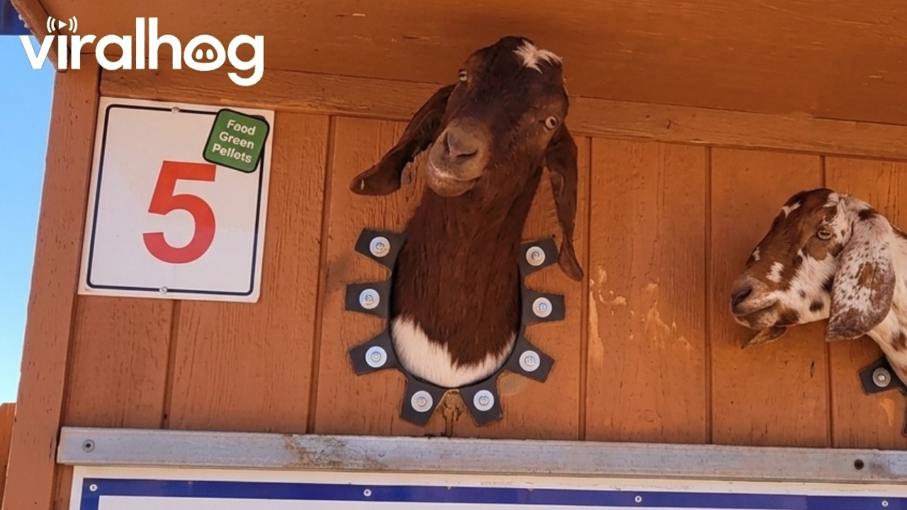 Goat Kissing Booth || ViralHog