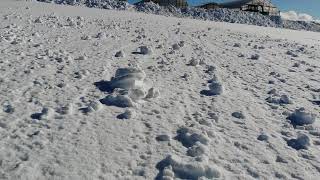 2025年2月4日 強風で作られた自然の雪玉
