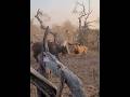 A group of lions versus a group of buffalo #lion #animals