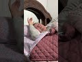 Alexa Prank On Angry Grandma