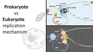 Replication 101: Prokaryotic vs Eukaryotic  replication