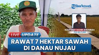Hadi Saputra Jaga 35 Ton Potensi Gabah dari Serangan Hama Emprit, Rawat 7 Hektar Sawah Danau Nujau