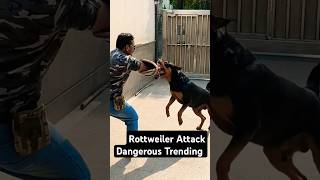 Rottweiler Attack Dangerous Training #session #613 #shorts #rottweiler #dogtraining