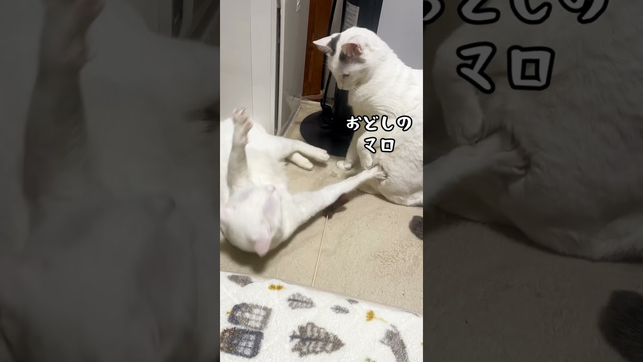 シロちゃんの最大限の頑張りは