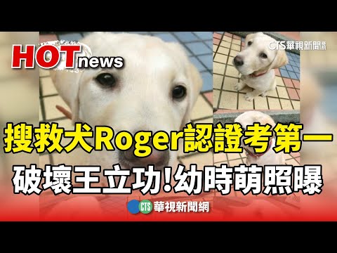 破壞王立大功！　搜救犬Roger「認證考第一」　幼時萌照曝