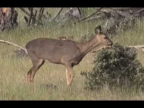 CORZO | ROE DEER | Capreolus capreolus )