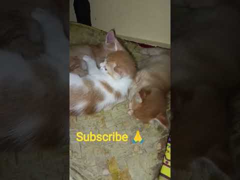 #YouTube #MithuDuniya #kannadasongs #cute shorts