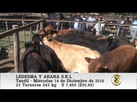 14-12-16 Venta de Machos - Ledesma y Arana S.R.L. - Tandil.