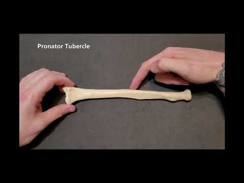 Part of a video titled Identification of Bony Landmarks - Ulna & Radius - YouTube