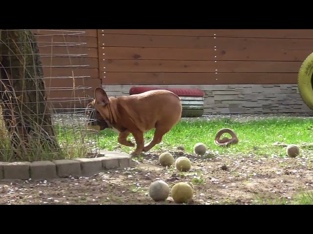 Bulldog Francés cachorro en venta