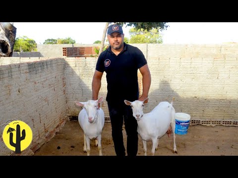 [VIDA NA ROÇA] Joseilton mostra o seu Plantel de Raças Puras - Parte 02 🌵